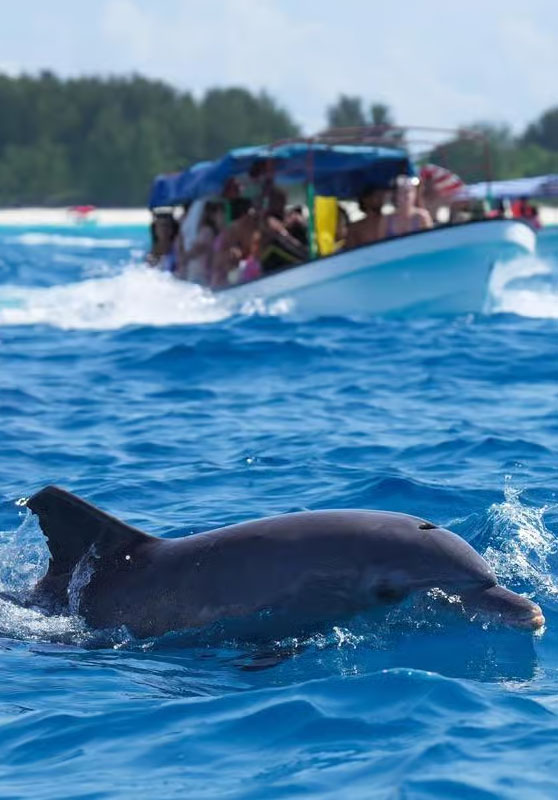 Dolphin Island Boat Tour